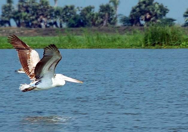 Bird Sanctuaries in India