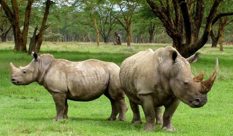 Kaziranga National Park